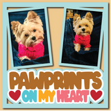 Pawprints on My Heart - Layered Overlay - Digital Cut File - SVG - INSTANT DOWNLOAD